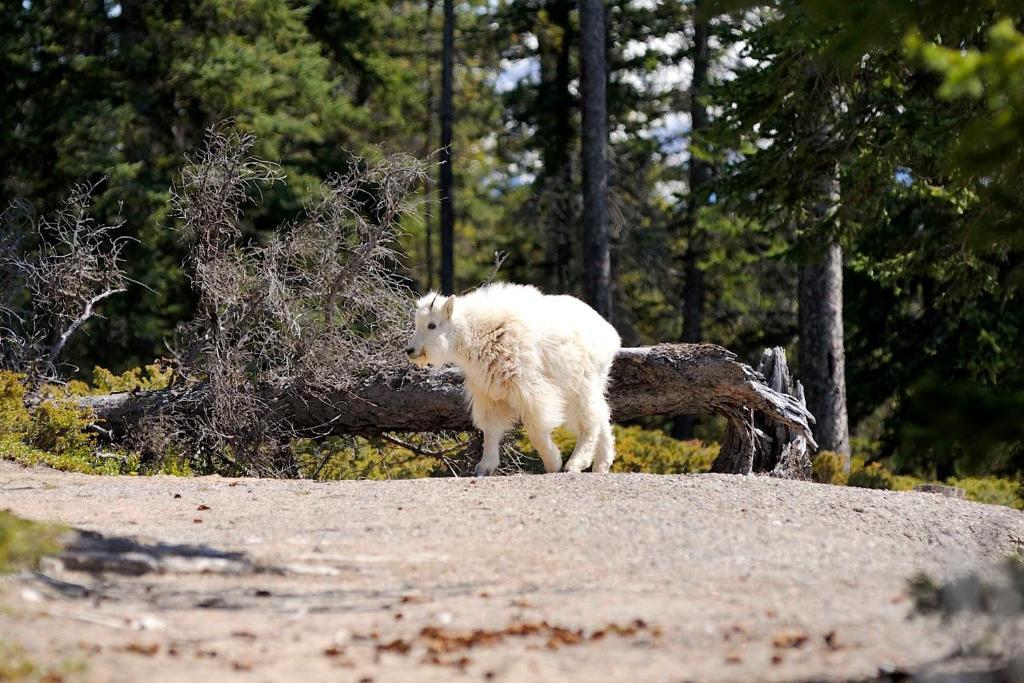 Tekarra Lodge Jasper Zewnętrze zdjęcie